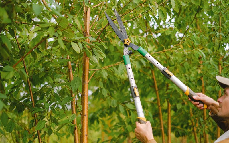 Tree trimming in Collettsville, NC